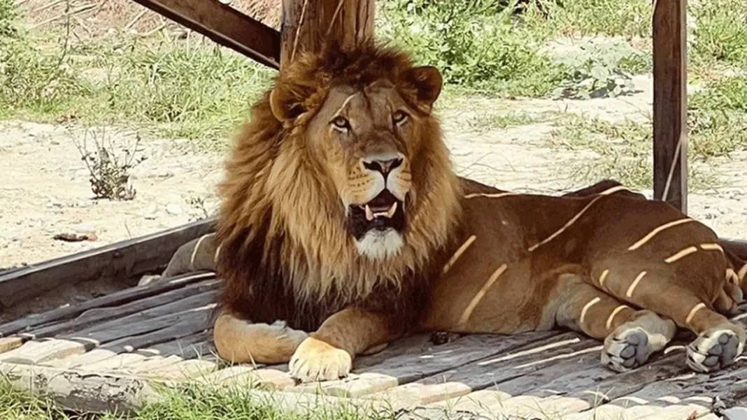 Antalya'da Öldürülen Aslan Zeus’un Heykeli Yapıldı 2